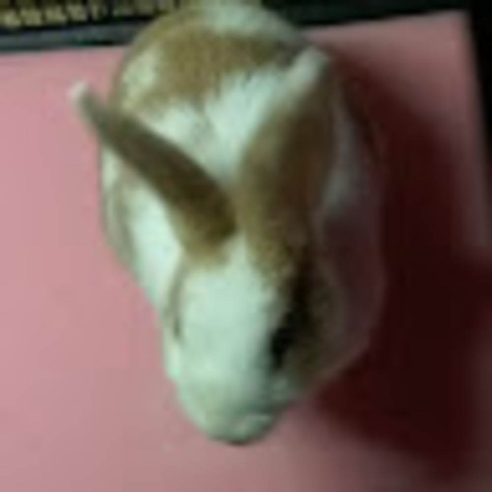 Meet your Posher, Sandy